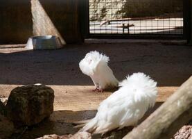 Two white birds with fluffy feathers explore their enclosure in a zoo during a sunny afternoon photo