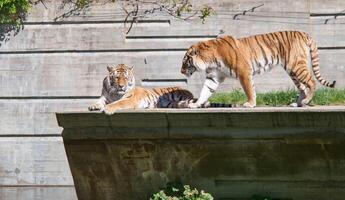 Two tigers interact on elevated stone platform in sunny zoo environment around midday showcasing natural behaviors photo