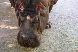 Hippo resting and grazing on grass in a sunlit area of the zoo during midday photo