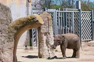 Young elephant explores a habitat with natural features in a sunny enclosure during midday photo