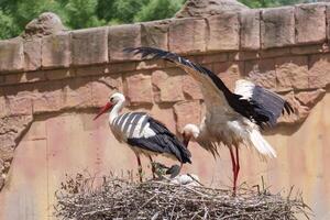 Storks tending to their nest during a sunny day in a natural habitat setting photo