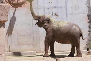 Elephant interacting with objects at wildlife park during sunny afternoon photo
