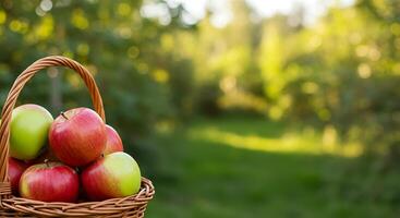 Juicy Apples in a Rustic Basket. A Harvest Delight photo