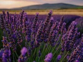 Lavender flowers in a field at sunset photo