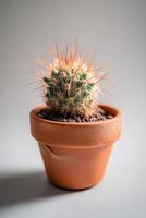 A small cactus plant in a clay pot photo