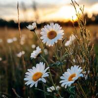 Field of daisies blooming at sunset in the countryside. Warm scenery. photo