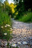 A path with flowers growing on it photo