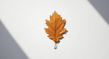 Single Dried Oak Leaf on White Background, Autumn Still Life Photography photo