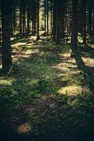 Blooming clover on forest ground in denmark photo