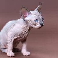 Portrait of pretty purebred male kitten of color blue mink and white with blue eyes sitting on brown background, looking away. Sphynx Hairless Cat at age of 7 weeks. Side, partial view. Studio shot. photo