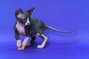Young Canadian Sphynx Cat of color black and white stands on blue background, raising paw, extending tail and looking fearfully away. Kitten is seven weeks old. Side view, full length. Studio shot. photo