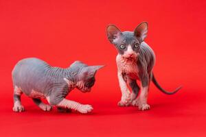 Two playful seven weeks old Canadian Sphynx kittens of blue and white color on red background. One of them is walking, other is standing and looking at camera. Full length. Studio shot. photo