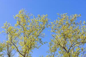Tree Canopies with Spring Leaves and Blue Sky photo