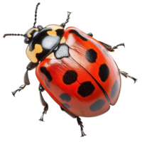 Detailed macro image displaying the vibrant hues and intricate patterns of a ladybug png