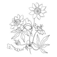 Passion Flower Branch Drawn In Line Art Style vector