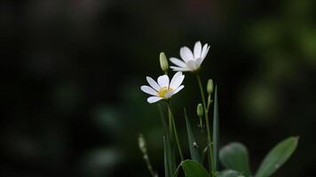 Delicate White Wildflowers Bloom in Forest photo