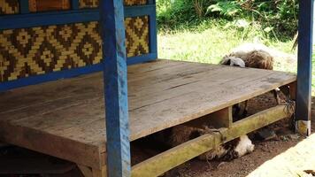 Rustic Wooden Platform with Sheep in a Green Rural Setting video