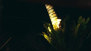 Cozy Lamp with Greenery in a Dark Setting video