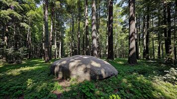 Large Stone in Lush Green Forest photo