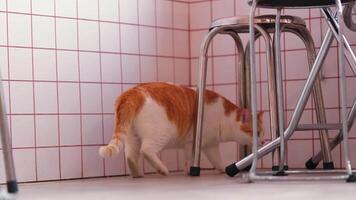 Curious Cat in a Cafe Setting video