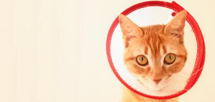 banner with a large portrait of a ginger cat after surgery, in a medical collar cone photo