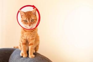 surprised ginger cat after surgery, in a medical collar cone sitting on the back of sofa photo