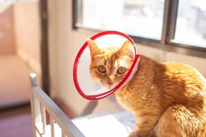 Cat with a collar sitting on a bed in a sunlit room during the afternoon photo