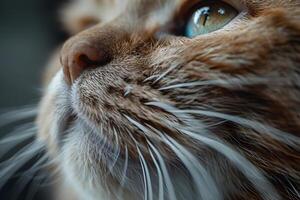 Close-Up View of a Cat's Whiskers and Nose, Showing Intricate Details of Fur Texture, and Vibrant Eye Color, Captivating Animal Portrait with a Focus on Fine Details. photo