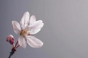 Delicate White Flower Blossoms Gracefully on a Branch, Displaying Exquisite Petals and Vibrant Stamens Against a Soft Grey Background. Springtime's Gentle Arrival, Nature's Artistry in Full Bloom. photo
