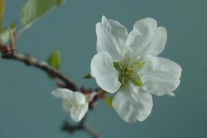 Close-Up View of Delicate White Flower Blossoms Blooming on a Branch, Exhibiting Exquisite Petals and Stamens, Against a Soft Teal Background. Nature's Gentle Beauty in Springtime Display. photo