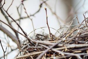 Observe a Bird's Nest Construction Twigs, Branches, and Nest Building Skills, Demonstrating Natural Foraging and Architecture in Springtime. photo