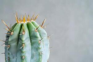 Discover the Intriguing World of Cacti Exploring the Unique Textures and Thorns of Desert Plants, Showcasing their Resilience and Beauty in Stunning Close-Up Photography. photo