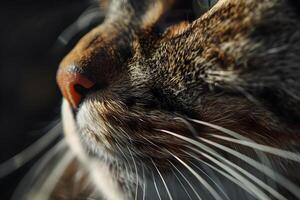 Close-Up View of a Cat's Whiskers and Nose, Detailed Texture and Fur, Illuminating the Cat's Sensory System, Displaying the Beauty of Feline Anatomy, Demonstrating Nature's Exquisite Design. photo