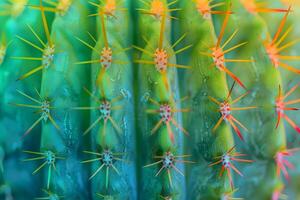 Vibrant Cactus Spines A Close-Up Exploration of Desert Plant Texture, Color, and Resilience in Arid Environments, Showcasing Nature's Detailed Beauty with Stunning Visuals. photo