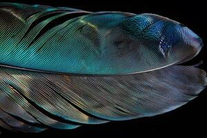 Exploring the Intricate Structure of a Bird Feather A Detailed Examination of Barbs, Barbules, and Rachis, Revealing the Avian Feather's Microscopic Beauty with Stunning Close-Up Photography photo