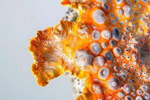 Vibrant Orange Fungus with White Pore Detail A Close-Up Macro Study Revealing Intricate Textures and Patterns of a Unique Wild Mushroom Species, Showcasing Nature's Artistic Mastery in Mycology photo