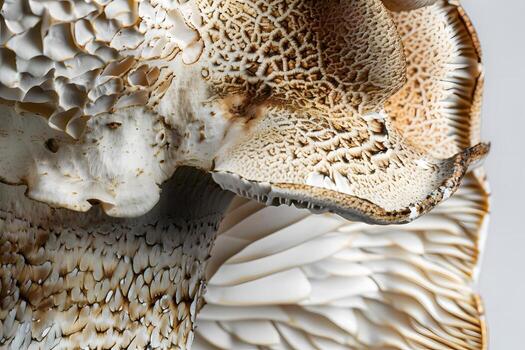 Close-Up Detailed View of a Mushroom's Cap and Gills, Revealing Intricate Textured Patterns and Natural Beauty with High Resolution Imaging Techniques, Displaying Amazing Details of Fungi Structures. photo