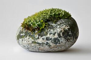 Discover the Beauty of Miniature Moss Gardens A Detailed Guide to Creating Lush, Vibrant Ecosystems on Rocks, Perfect for Indoor and Outdoor Spaces, Enhancing Your Home Decor with Natural Elements. photo