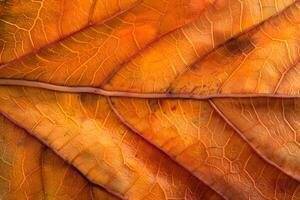 Autumn Leaf Texture Close-Up View of Intricate Vein Patterns and Warm Hues of Dried Foliage, Displaying the Detailed Structure of a Plant's Natural Design for Nature Photography and Botanical Studies. photo