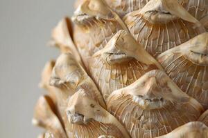 Close-Up View of a Dried Pine Cone's Intricate Structure, Revealing the Detailed Texture and Patterns of its Scales, Displaying Nature's Art in Stunning Detail, a Botanical Masterpiece. photo