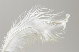 White Feather's Delicate Structure A Close-Up Study of its Intricate Design and Airy Texture, Showing Natural Beauty with Graceful Movement and Soft Hues. photo