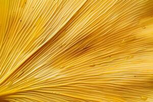 Abstract Golden Texture Close-up View of Parallel Lines, Creating a Visually Striking Pattern, with Subtle Highlights, Showcasing Natural Beauty and Organic Forms. photo