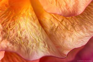 Exploring the Intricate Veins and Hues of a Rose Petal A Detailed Macro View of Delicate Flower Structure, Revealing Nature's Artistic Mastery with Vivid Colors and Textural Details. photo