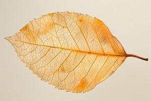 Exploring the Delicate Veins A Close-Up Study of a Dried Leaf's Intricate Network, Revealing Nature's Autumnal Beauty with Stunning Detail and Intriguing Texture. photo