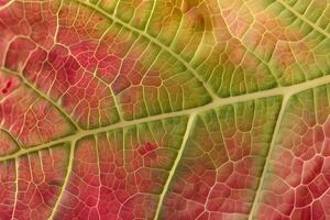 Leaf Vein Structure Exploring the Intricate Network of a Plant's Vascular System with Stunning Close-up Photography, Unveiling Nature's Geometric Beauty in Vibrant Colors. photo