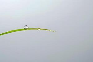 Water Droplets Adorn a Blade of Grass in the Early Morning Dew, Showcasing Nature's Beauty with Exquisite Detail and Serenity. A Microscopic View of Water's Surface Tension and Adhesion. photo