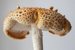 Close-Up Detailed View of a Unique Mushroom Cap, Exhibiting Intricate Patterns and Textures in Nature's Design, with a Focus on the Cap's Surface, Showing the Stunning Hues of Brown and White photo