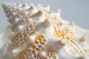 Seashell's Intricate Structure A Close-Up View of the Exquisite Details and Patterns of a Unique Shell, Showcasing its Natural Beauty and Complex Design with Amazing Texture and Color Variations. photo