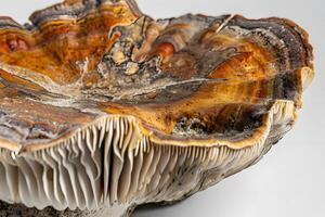 Exploring the Intricate Details of a Wild Mushroom's Cap A Close-Up Study of Texture, Color, and Form, Revealing the Beauty of Natural Fungi with Striking Visuals. photo