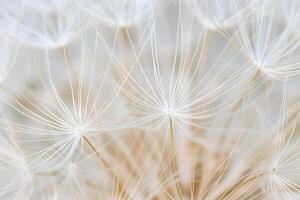 Dandelion Seed Head Exploring Nature's Delicate Structures with Intricate Details and Subtle Hues, Revealing the Botanical Wonders Close Up. photo